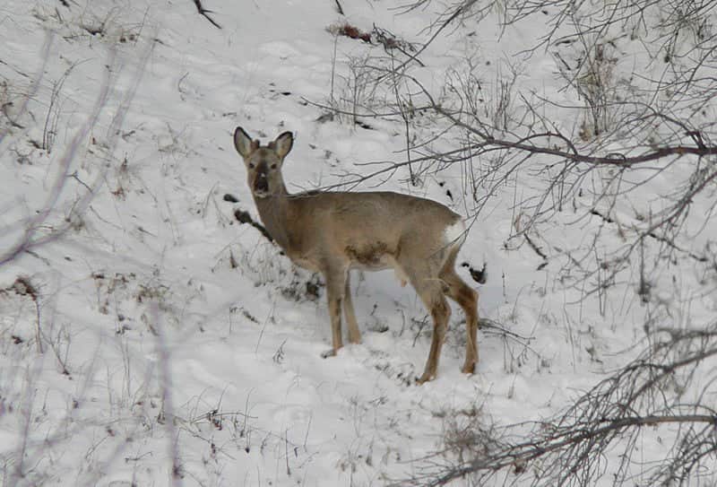 В отношении жителя г. Канаш утверждено обвинительное заключение по уголовному делу за незаконную охоту.