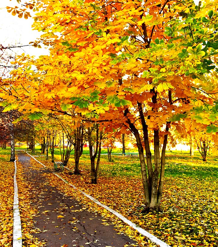 Бабье лето продлится ещё неделю.