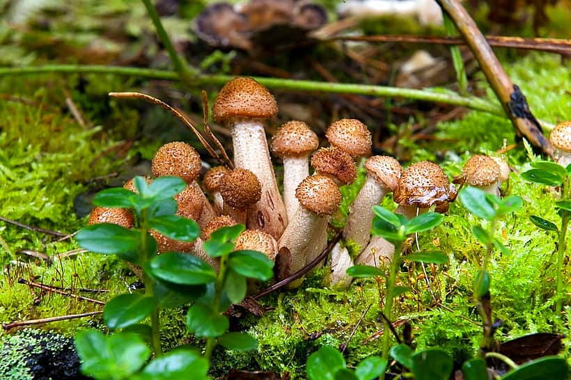 Когда пойдут грибы, и чем они опасны?