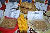 "Поклон труду крестьянскому" - земледельцы Канашского района сегодня отмечают профессиональный праздник (фото №17).