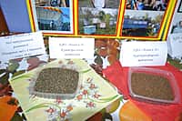 "Поклон труду крестьянскому" - земледельцы Канашского района сегодня отмечают профессиональный праздник (фото №5).