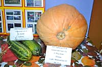 "Поклон труду крестьянскому" - земледельцы Канашского района сегодня отмечают профессиональный праздник (фото №7).