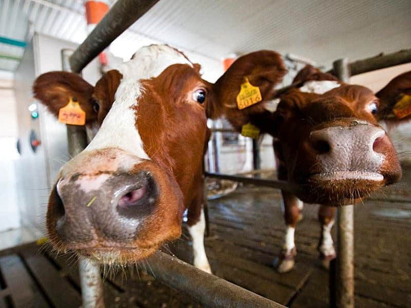 В Порецком районе началось строительство китайско-чувашского агропарка.