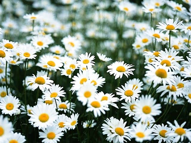 Потепление воздуха до + 26 градусов ожидает в выходные чебоксарцев.