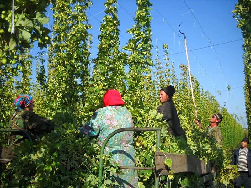 Предприятия Чувашии займутся производством хмелеуборочных комбайнов.