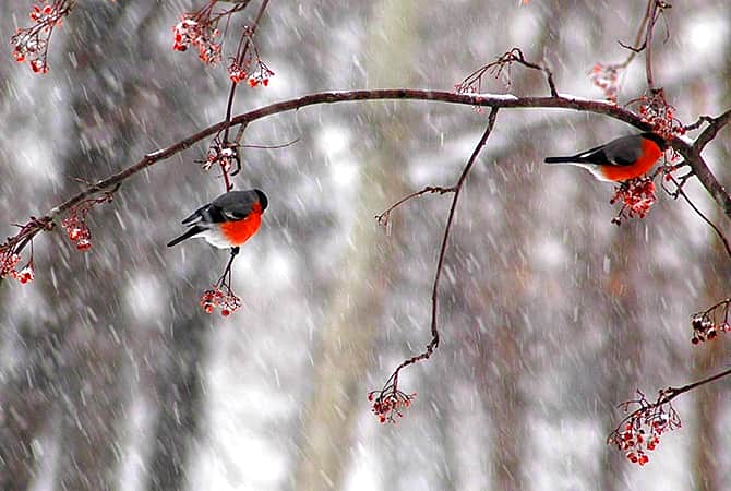 Предупреждение о неблагоприятных метеорологических явлениях на 25 ноября.