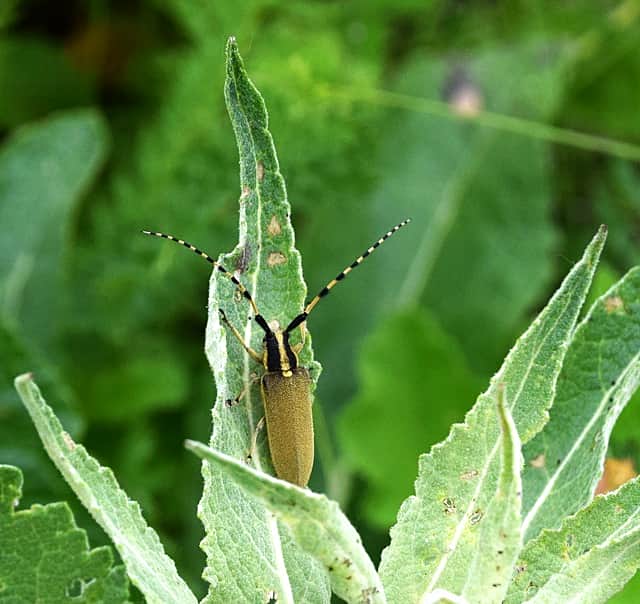 В Присурском заповеднике обнаружен новый для Чувашии жук-усач Agapanthia kirbyi.