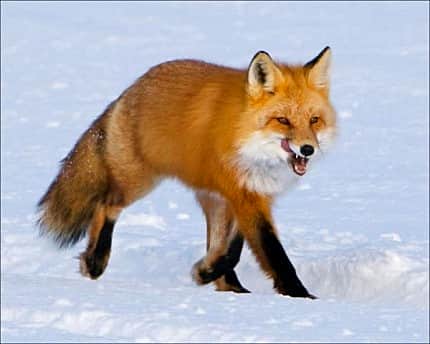 Профилактика бешенства – гарантия сохранения жизни.