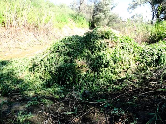 Провальный бизнес-план "коноплевода".