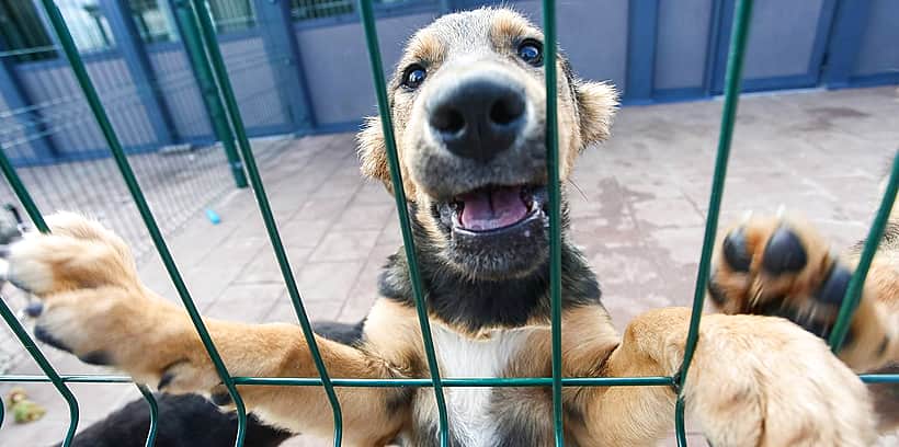 Путин подписал закон о запрете жестокого обращения с животными. Документ также устанавливает правила выгула питомцев и требования к их содержанию.