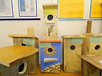 Работники Канашского лесничества организовали для юных лесоводов конкурс на изготовление лучшего скворечника (фото №6).