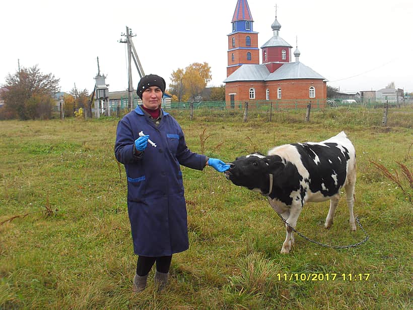 В районе профилактическая обработка крупного рогатого скота против подкожного овода продолжается.