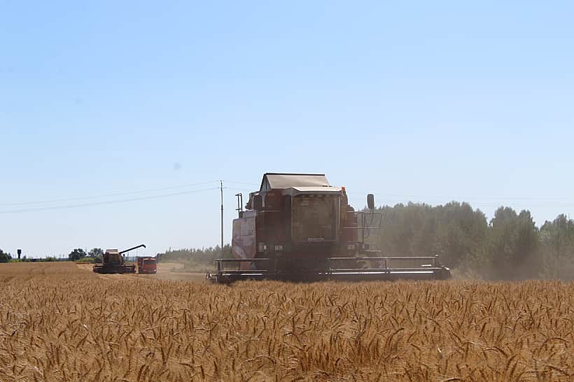 Самый высокий урожай озимой пшеницы сорта «Московская 56» получен в семеноводческом хозяйстве ООО «Агрофирма «Пионер» - 58 ц/га.