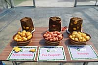 6 апреля на Канашской ярмарке агрофирмой «Слава картофелю» будет организована продажа семенного картофеля (фото №2).