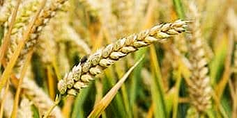 В Шемуршинском районе Чувашской Республики снят режим функционирования "Чрезвычайная ситуация".