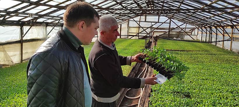 В Канашском МО успешно наладили технологию выращивания капусты от семян до посадки в поле.