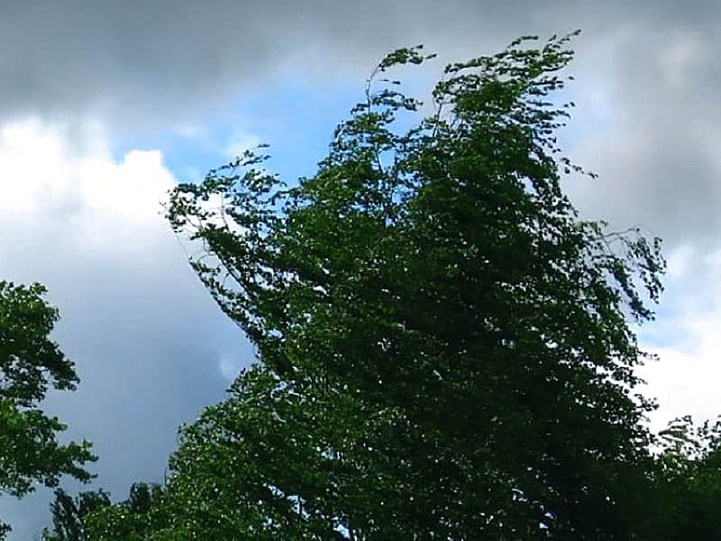 Синоптики обещают Чувашии дожди и грозы с ветром.