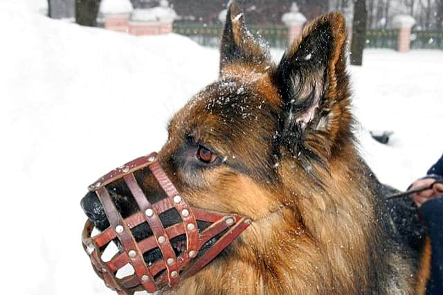 Собака должна гулять только в наморднике и поводке!