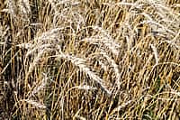 Состоялась рабочая поездка врио Главы Чувашии Михаила Игнатьева в Канашский район (фото №3).