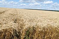 Состоялась рабочая поездка врио Главы Чувашии Михаила Игнатьева в Канашский район (фото №6).