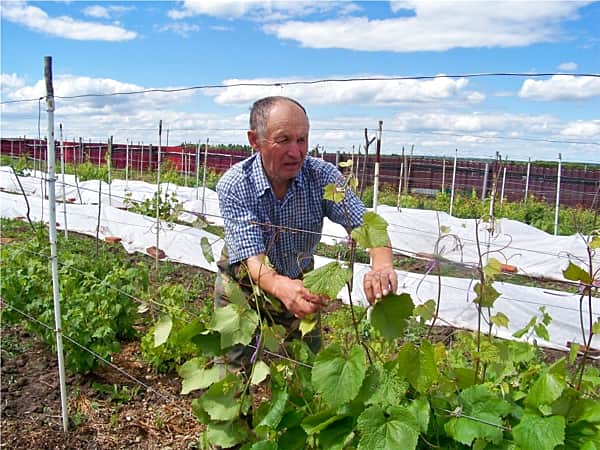 На столе должны быть овощи, фрукты не с рынка, а из собственного сада и огорода.