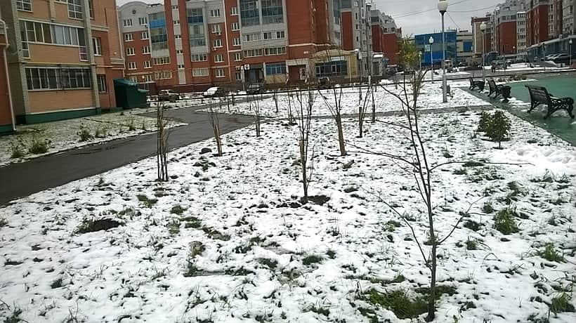 В связи с жаркими погодными условиями 70% деревьев хвойных пород в Чебоксарах не прижились, ведутся работы по замене не прижившихся саженцев.