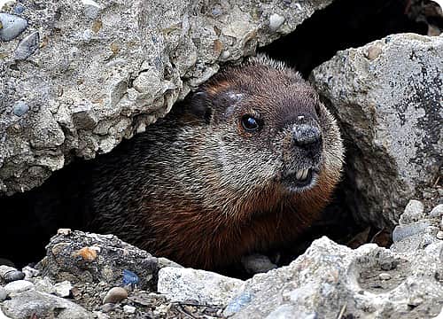 На территории Чувашской Республики проведены учеты численности бобра, норки, выдры речной и ондатры.