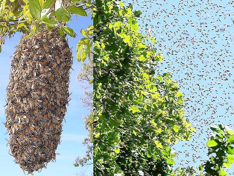 На территории детского сада в микрорайоне «Волжский-3» в Чебоксарах нашли рой пчел.