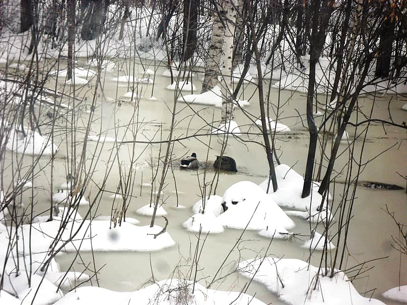 На территорию г. Канаш и Канашского района проводятся мониторинговые лабораторные исследования в целях профилактики и недопущения заноса гриппа птиц.