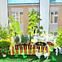 На улице ещё холодно, а на окнах детского сада №19 г. Канаш зазеленели «чудо – огороды».