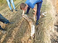 Уникальная находка экскаваторщика в Канашском районе. При строительстве очистных сооружений найден бивень мамонта (фото №4).