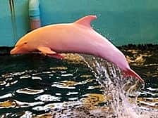 Уникальный белый дельфин меняет цвет, когда злится или смущается.