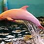 Уникальный белый дельфин меняет цвет, когда злится или смущается.
