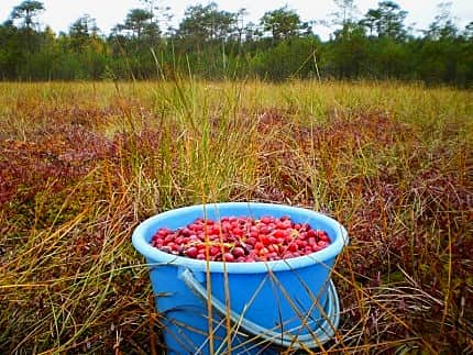 Ушли за клюквой и не вернулись.