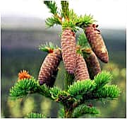 Варенья из сосновых шишек, одуванчиков и календулы принесли чувашским кондитерам "золото" на международном фестивале.