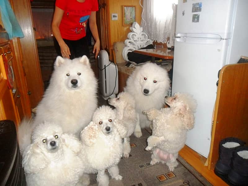 Ветеринарные врачи Канашской районной станции по борьбе с болезнями животных провели клинический осмотр цирковых животных Московского цирка-шапито.