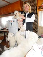 Ветеринарные врачи Канашской районной станции по борьбе с болезнями животных провели клинический осмотр цирковых животных Московского цирка-шапито (фото №3).