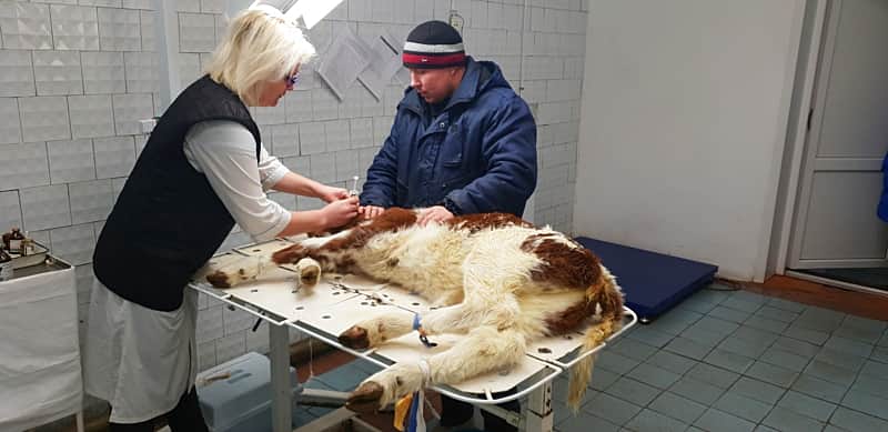 Ветеринарными специалистами Канашской городской ветеринарной лечебницы оказана лечебная помощь 4-х дневному теленку.