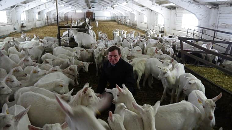 Ядринцы перенимают опыт работы козеводческой фермы Сернурского района Республики Марий Эл.