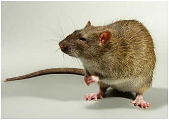 В январе-марте 2015 года диагноз "геморрагическая лихорадка с почечным синдромом" в Чувашии поставлен 29 больным.