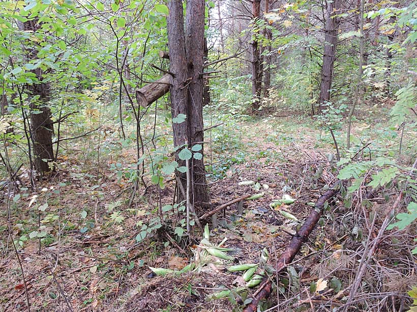 Задержан браконьер, который с помощью петли пытался поймать кабана.