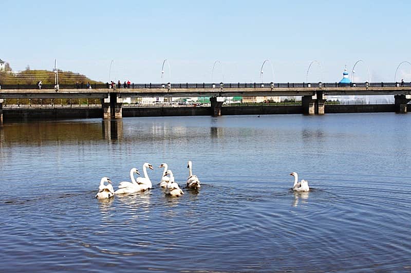 На заливе в Чебоксарах снова появились лебеди и гуси.