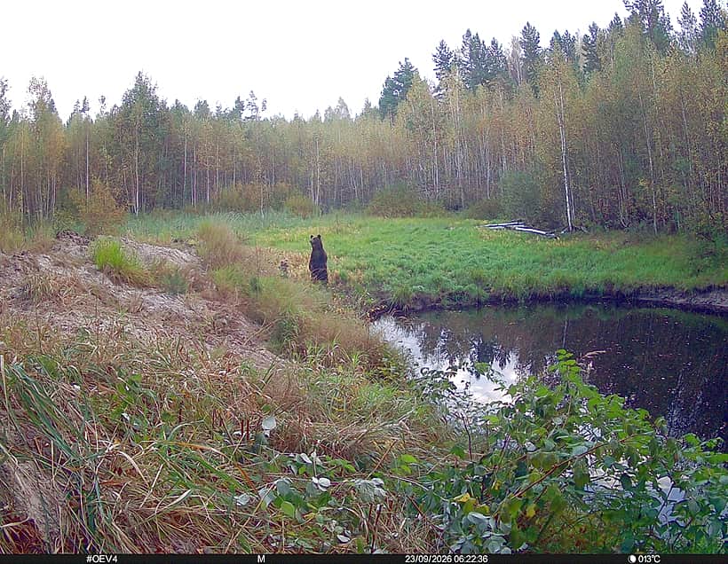 На Алатырском участке заповедника «Присурский» в фотоловушку попало купание бурых медвежат.