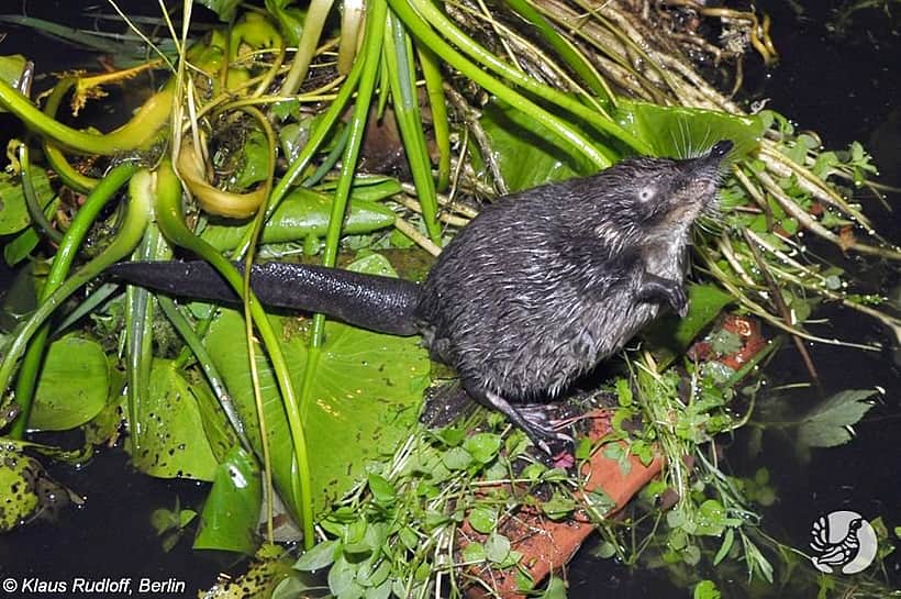 В заповеднике «Присурский» будут изучать выхухоль, занесенную в Красную книгу.