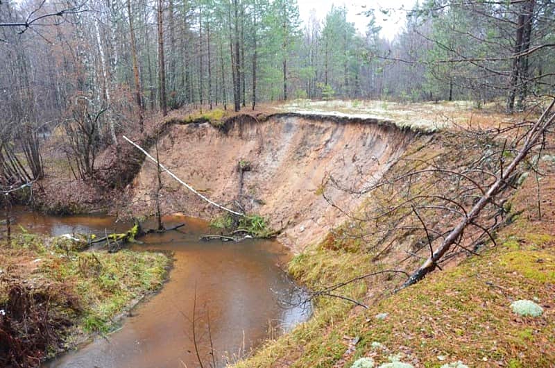 В заповеднике "Присурский" проведен учет численности бобровых поселений.