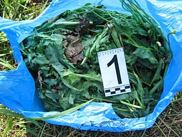 Житель Канашского района осужден за незаконное хранение наркотиков.