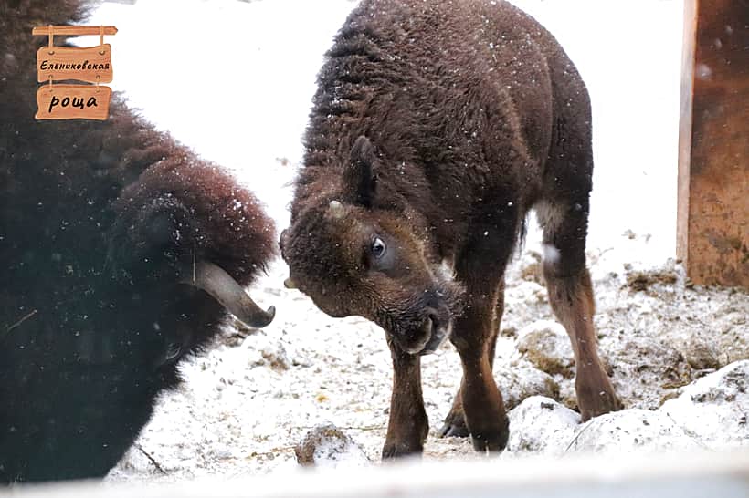 Зубробизону из новочебоксарского зоопарка не подошло ни одно предложенное имя.