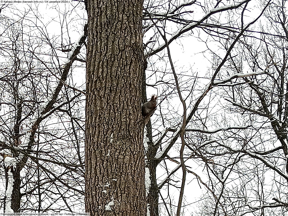 Городской парк культуры и отдыха. 04 декабря 2024 (ср).