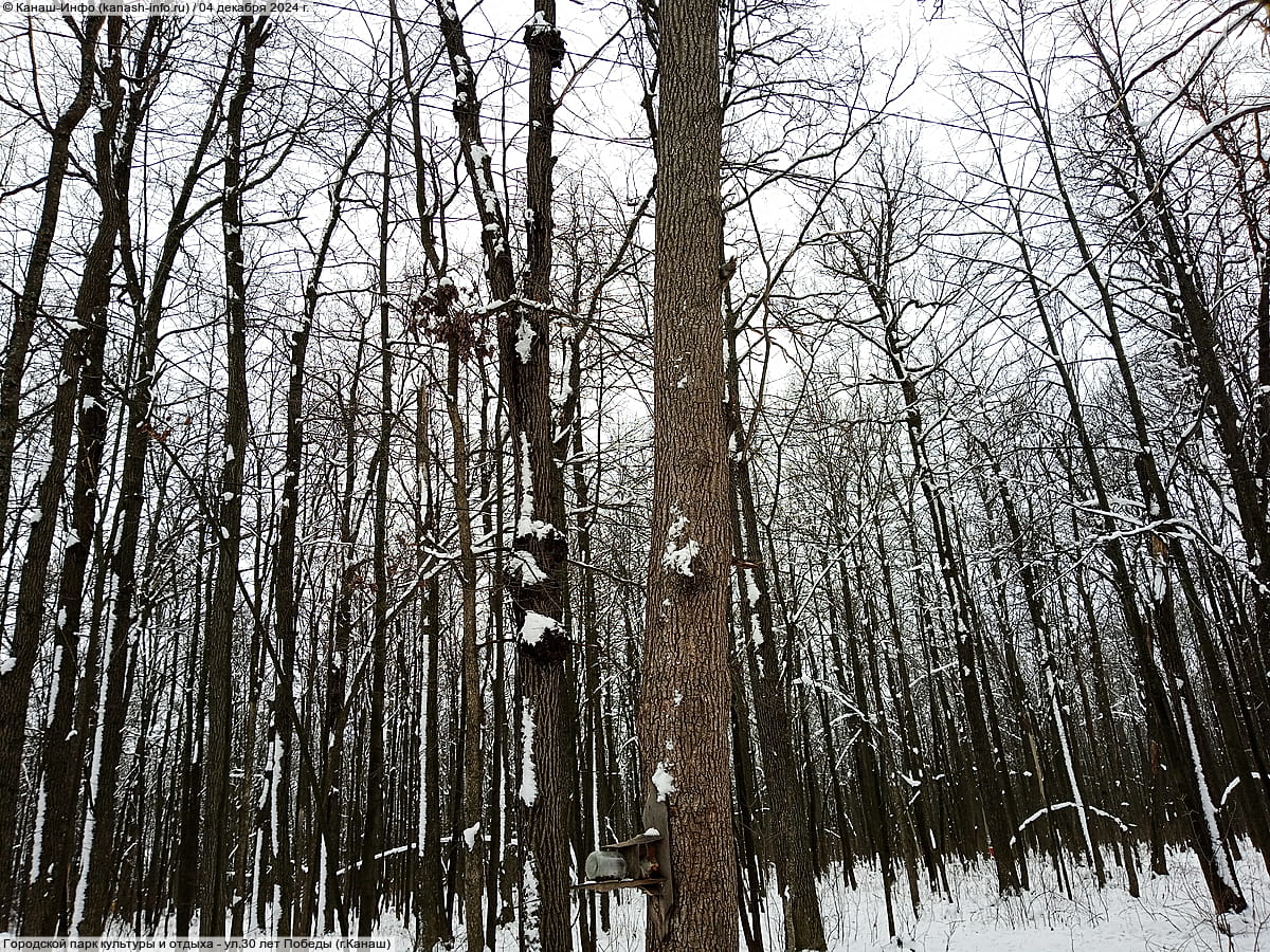 Городской парк культуры и отдыха. 04 декабря 2024 (ср).