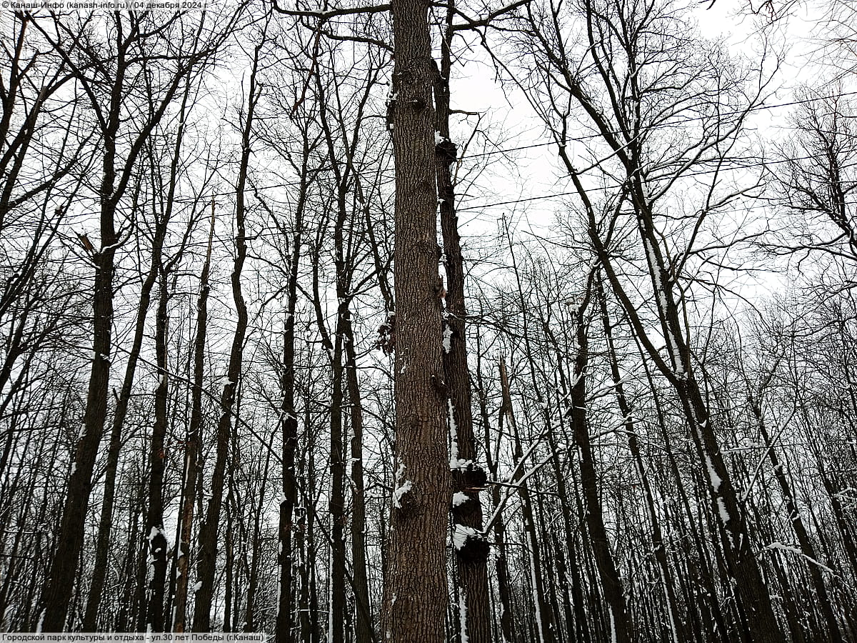 Городской парк культуры и отдыха. 04 декабря 2024 (ср).